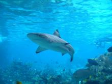 Requins-Océans-attaque