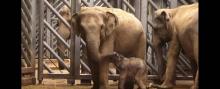 Un éléphanteau s'allaite deux jours après sa naissance.