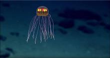 Nouvelle espèce de méduse découverte 