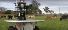 Un robot d'occupe d'un troupeau de vaches.