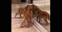 Ce jeune Golden Retriever confond son reflet avec d'autres chiens et ne comprend pas pourquoi ses nouveaux copains ne veulent pas jouer.