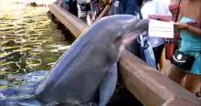 Un dauphin vole l'iPad d'une touriste.