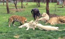 Eduardo Siro jouait tranquillement avec des lionnes quand un léopard a essayer de l'attaquer, pour jouer.