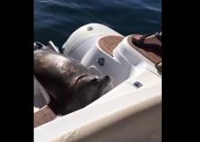 Le phoque Gerald réussit à échapper à ses prédateurs en se hissant sur le bateau de plaisanciers.