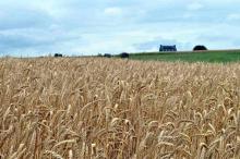 Un champ de blé.