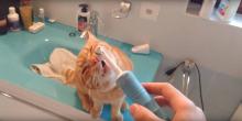 Ce chat ne peut pas résister à l'appel de la brosse à dent électrique.