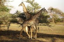 Girafes parc naturel Tanzanie