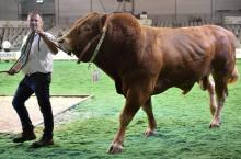 Une vache au Salon international des productions animales.