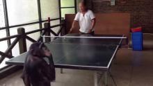 Un chimpanzé affronte un humain à un match de tennis de table