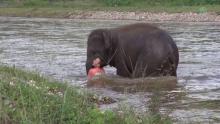 Un éléphanteau sauve son soigneur de la noyade