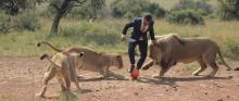 Kevin Richardson joue au football au milieu de lions sauvages pour un spot publicitaire.