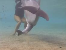 Un dauphin femelle accouche d'un petit dauphin à Hawaii