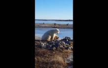Un ours polaire caresse un chien 