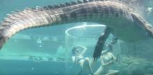 Tester la Cage de la mort avec des crocodiles, c'est possible en Australie 