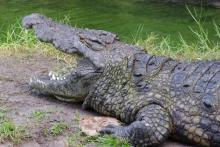 Un alligator américain énorme!