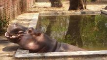 L'hippopotame Gustavo