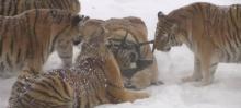 Buzz: Dans un parc naturel chinois une horde de tigre de Sibérie attaque un drone.