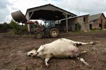 Un cadavre de vache dans une ferme normande, le 20 septembre 2016