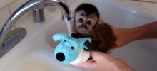 Un bébé capucin accroché à son doudou se laisse toiletter par sa maîtresse