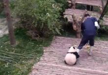 Panda Géant Chine Bébé Vidéo Soigneur