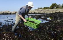 André Berthou, algoculteur breton, recueille des algues à Trégunc, dans le Finistère, le 12 avril 20