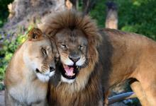 Un lion et une lionne dans leur enclos du zoo du Belvédère, le 13 avril 2017 à Tunis