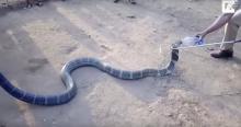 En Inde, un cobra royal assoiffé a été sauvé par un villageois qui lui a donné de l'eau et à boire à la bouteille 