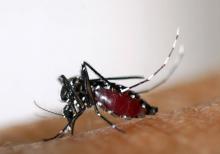 Dengue moustique 