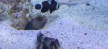 Dans un magasin Seaside à Los Angeles, deux gobies cohabitent dans le même aquarium. Dans une vidéo publiée début avril, l’un d’entre eux décide de creuser une caverne dans le sol pendant que l’autre l’embête en rebouchant systématiquement le trou.