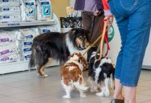 Rencontre de chiens dans la salle d'attente d'un vétérinaire, le 12 août 2017 à Steenvoorde