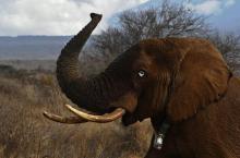 Un éléphant au Kenya le 2 novembre 2016