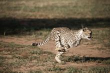 Un guépard photographié en pleine course au conservatoire Cheetah à Otjiwarongo en Namibie, le 18 fé