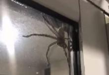 Une araignée géante.