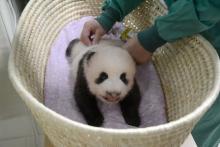 Un bébé panda né au zoo Ueno à Tokyo, dans une photo diffusée par la Tokyo Zoological Park Society l