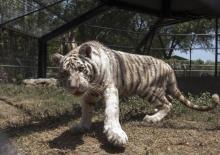 Le bébé tigre de Bengale baptisé "Gignac", le 14 août 2017 au zoo La Pastora de Monterrey (Mexique)