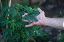 Un Sud-Africain atteint de sclérose en plaques, qui produit du cannabis à Johannesbourg, le 18 juill