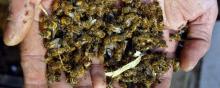 Des abeilles mortes dans les mains d'un apiculteur.