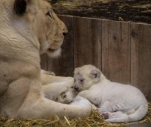Des bébés lionceaux blancs sont photographiés avec leur mère au parc zoologique d'Amnéville le 12 oc