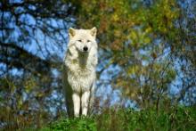 La population de "canis lupus" -  espèce protégée en Europe -, est estimée à environ 360 individus e
