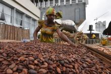 Sélection de fèves de cacao le 1er octobre 2017 jour de clôture des 4e Journées nationales du cacao 