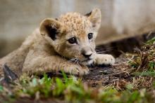 Bantu, un lionceau de deux mois né en captivité au zoo de Cali au sud de Medellin en Colombie, le 25
