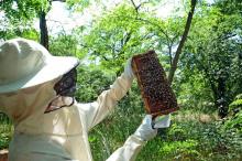 Récolte du miel à Colomiers (Haute-Garonne) le 1er juin 2012