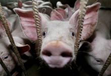 Face aux dénonciations répétées des associations de défense des animaux, les éleveurs de porcs ont d