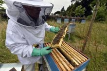 Récolte du miel à Nantes (Loire-Atlantique), le 10 juin 2015