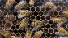 Des traces de pesticides toxiques pour les abeilles ont été détectées dans 75% du miel produit dans 