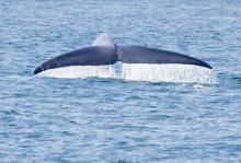 La queue d'une baleine bleue. 