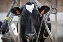 Une vache dans une exploitation laitière de Pleudihen-sur-Rance (Côtes-d'Armor), le 11 septembre 201