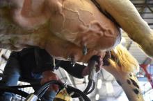 Traite d'une vache normande au Space (salon international de l'élevage), le 12 septembre 2017 à Sain