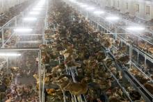 Un foyer de grippe aviaire faiblement pathogène a été détecté aux Pays-Bas dans un élevage de poules