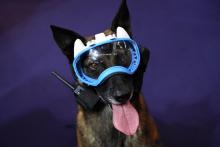 Un chien équipé d'un masque avec des caméras et un dispositif de transmission au salon Milipol à Vil